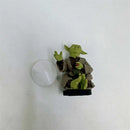 Estátua do Mestre Yoda de Star War